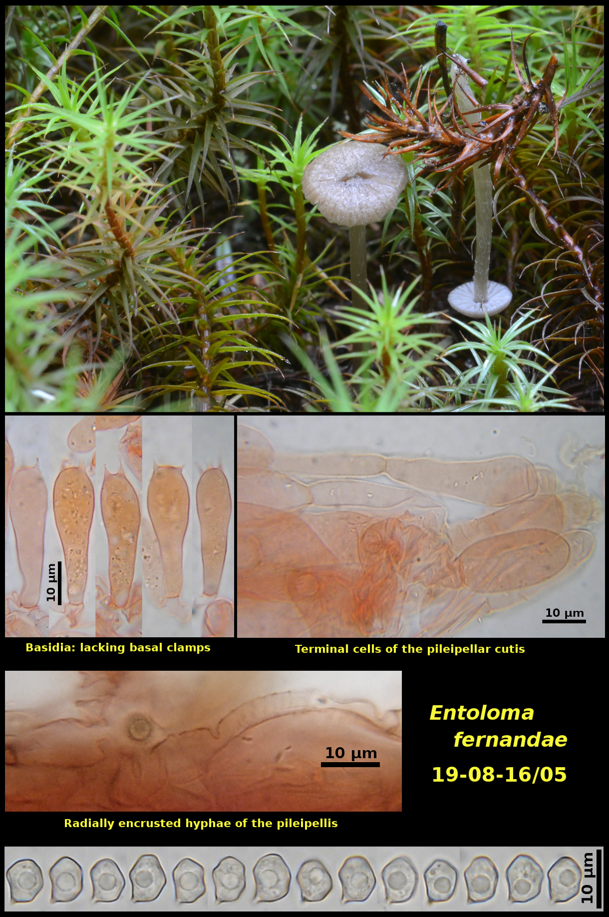 Picture of <i>Entoloma_fernandae</i>